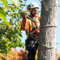 01-arborpro-tree-service-montreal
