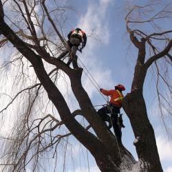 02-arborpro-tree-service-montreal