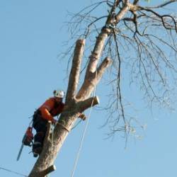 03-arborpro-tree-service-montreal