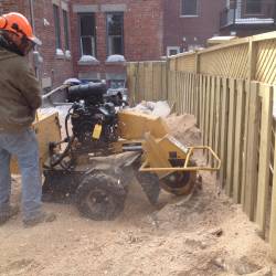 04-arborpro-tree-service-montreal