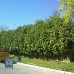 06-arborpro-tree-service-montreal