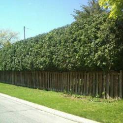 07-arborpro-tree-service-montreal
