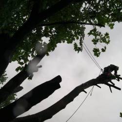 08-arborpro-tree-service-montreal