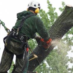 09-arborpro-tree-service-montreal
