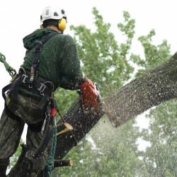 10-arborpro-tree-service-montreal