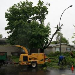 11-arborpro-tree-service-montreal