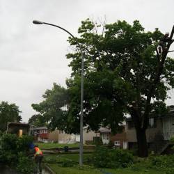 13-arborpro-tree-service-montreal