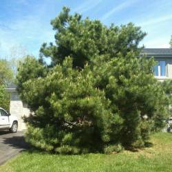 14-arborpro-tree-service-montreal
