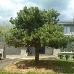 15-arborpro-tree-service-montreal